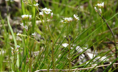 Arabis hirsuta