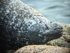 Phoca vitulina vitulina