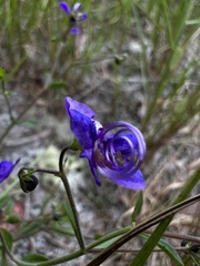 Trichostema suffrutescens