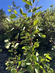 Amelanchier utahensis