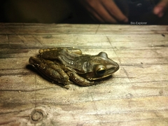 Polypedates leucomystax