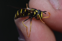 Chrysotoxum