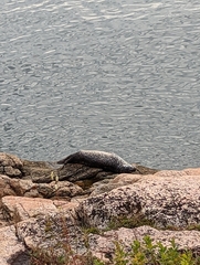 Phoca vitulina vitulina