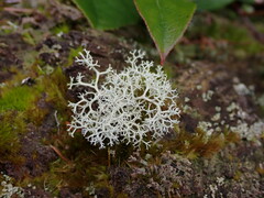 Cladonia portentosa