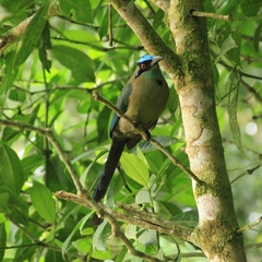 Momotus aequatorialis