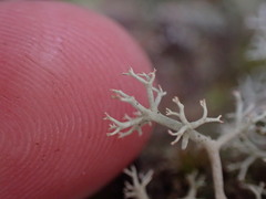Cladonia portentosa
