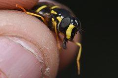 Chrysotoxum