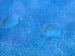 Chaetodon lineolatus