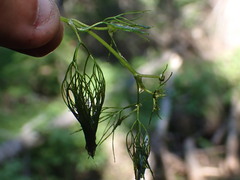 Batrachium