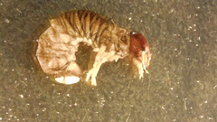 Acrossidius tasmaniae