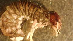 Acrossidius tasmaniae