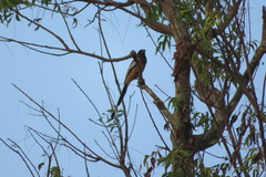 Dendrocitta vagabunda