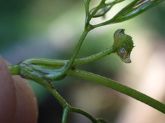 Batrachium