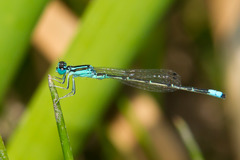 Ischnura demorsa