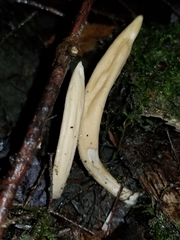 Trichoderma leucopus