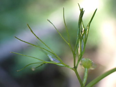 Batrachium
