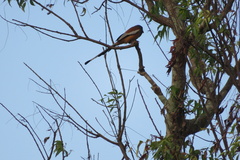 Dendrocitta vagabunda