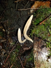 Trichoderma leucopus