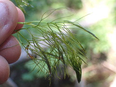 Batrachium