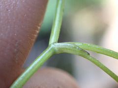Batrachium