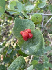 Lonicera ciliosa