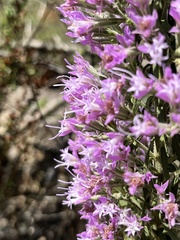 Liatris elegans