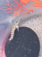 Coryphoblennius galerita