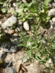 Epilobium ciliatum