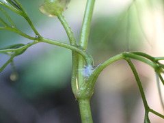 Batrachium