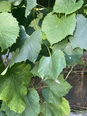 Vitis
