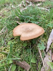 Singerocybe clitocyboides