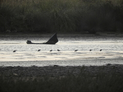 Calidris fuscicollis