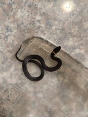 Diadophis punctatus punctatus