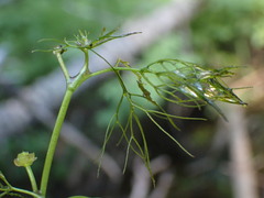 Batrachium