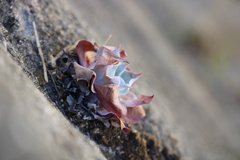 Dudleya pulverulenta