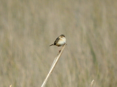 Cistothorus platensis