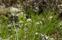 Arabis hirsuta