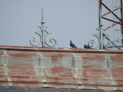 Columba livia