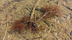 Myriophyllum sibiricum