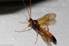 Opheltes glaucopterus barberi