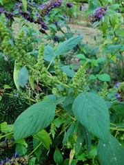 Amaranthus viridis