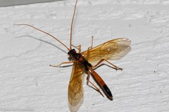 Opheltes glaucopterus barberi