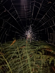 Araneus nordmanni