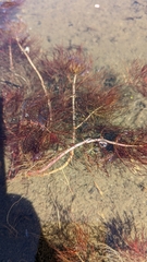 Myriophyllum sibiricum