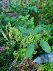 Amaranthus viridis