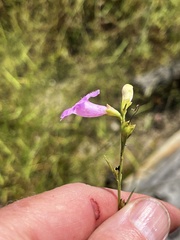 Agalinis fasciculata