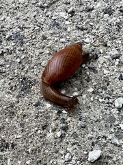 Euglandina rosea