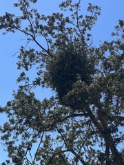 Phoradendron villosum