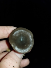 Pseudoclitocybe cyathiformis