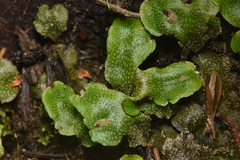 Conocephalum conicum